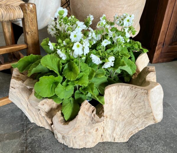 Teak Wood Root Planter Bowl Blonded