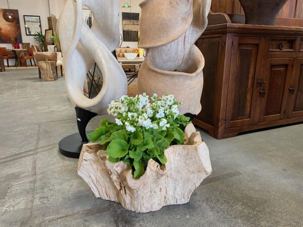 Teak Wood Root Planter Bowl Blonded