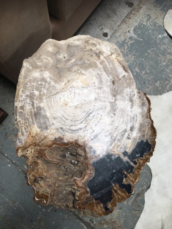 Petrified Wood Occasional Table